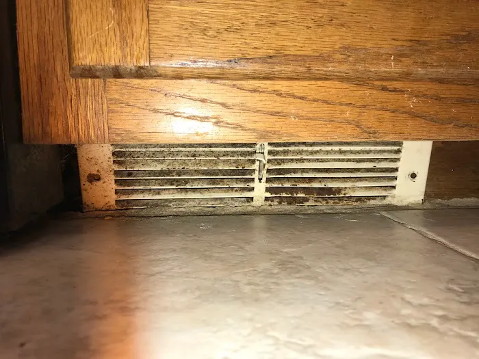 Atlanta Mold Picture 7