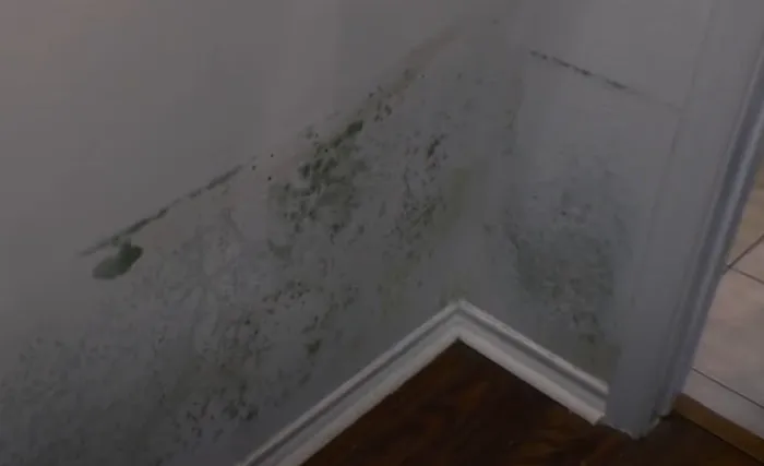 Certified Mold & Water Damage Restoration LLC Picture 10