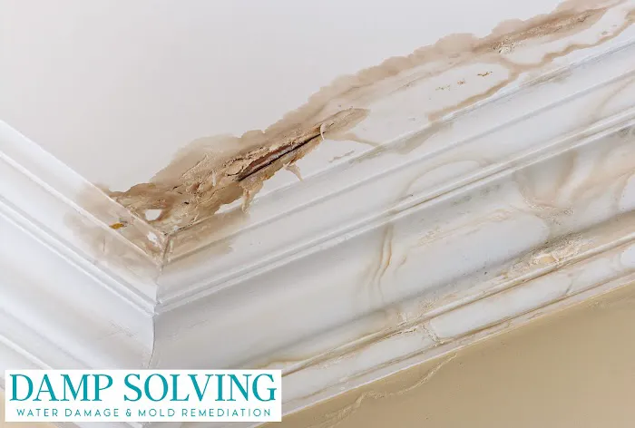 Damp Solving Water & Mold Picture 10