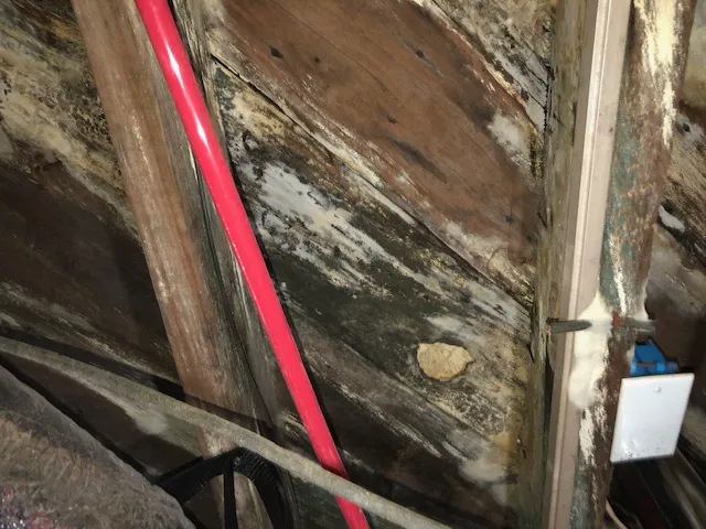 Mr. Mold Removal & Water Restoration Picture 5