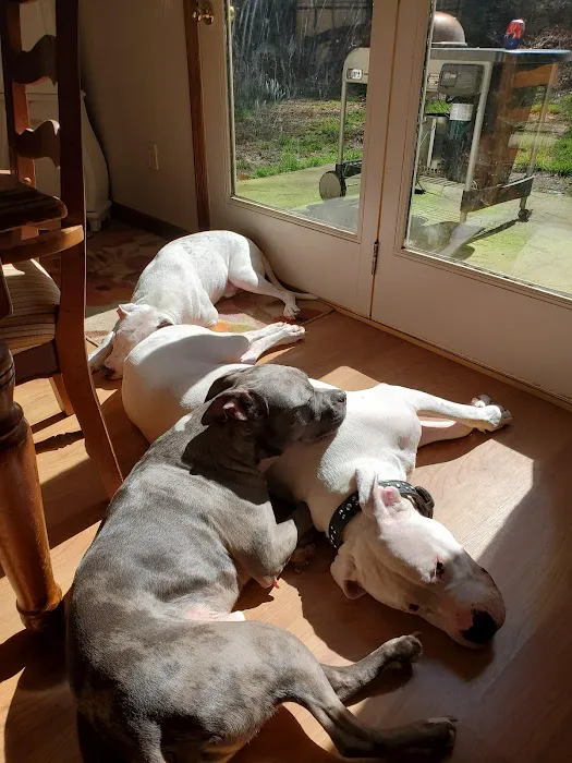 Golden Glove Cleaning Services Picture 4