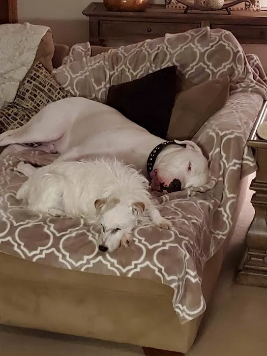 Golden Glove Cleaning Services Picture 7