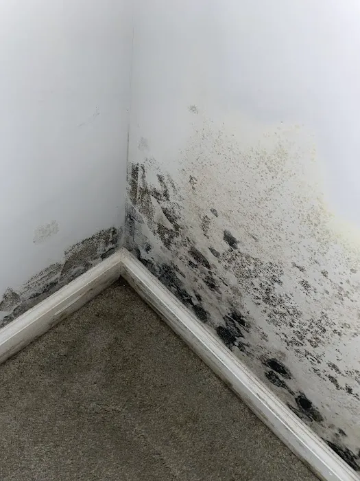 MoldStar Remediation Picture 1