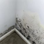 MoldStar Remediation