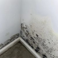 MoldStar Remediation ico