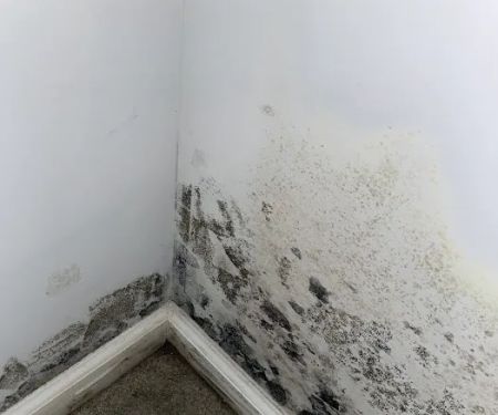 MoldStar Remediation