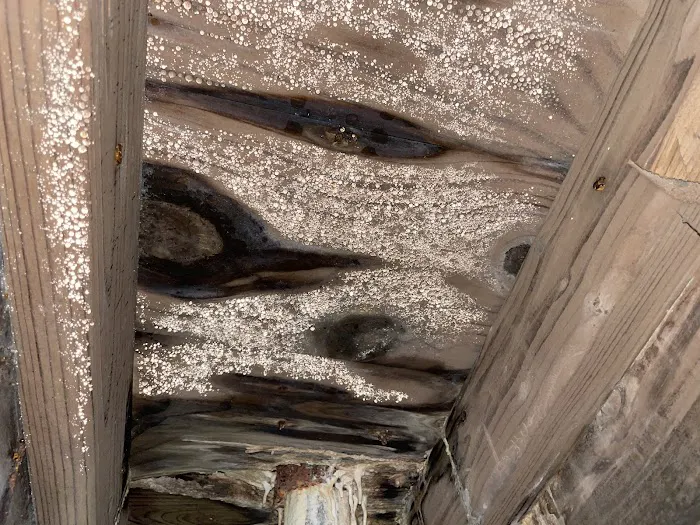 MoldStar Remediation Picture 10