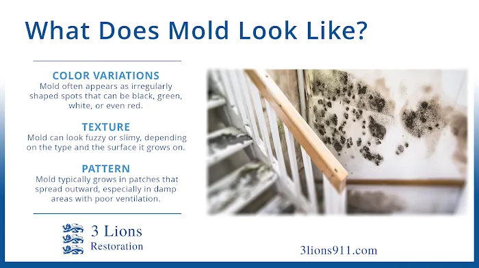 3 Lions Restoration Picture 4