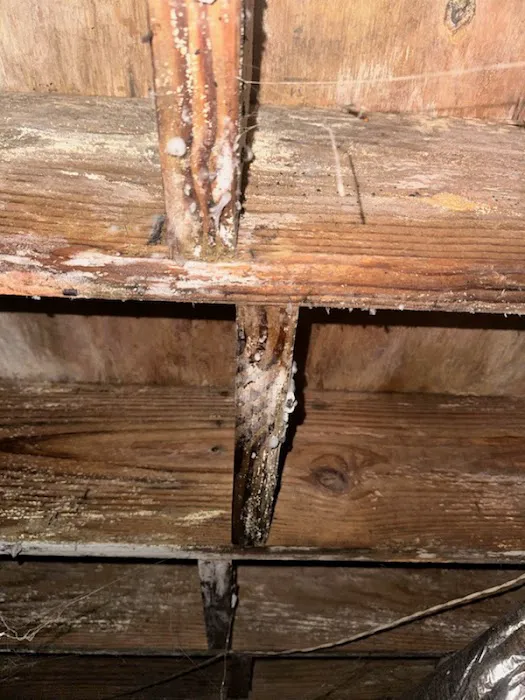 Covenant Carpet & Restoration- Water Damage & Mold Removal Picture 4