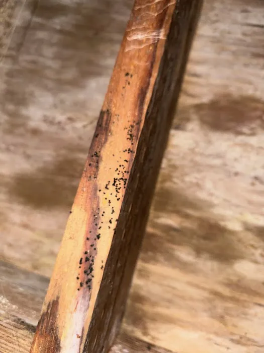 Covenant Carpet & Restoration- Water Damage & Mold Removal Picture 8