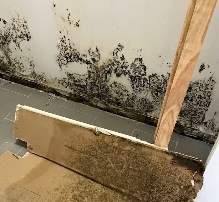 The Kings of Mold Picture 1