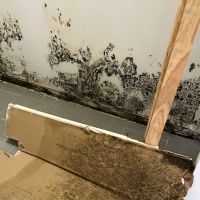 The Kings of Mold ico