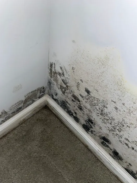 MoldStar Remediation Picture 1