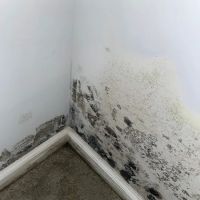 MoldStar Remediation ico