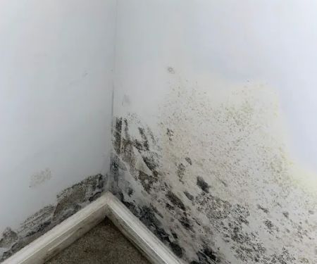 MoldStar Remediation