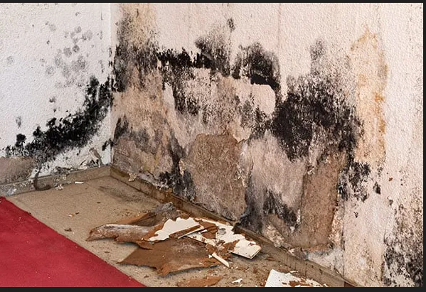 The Mold Assassins Picture 8