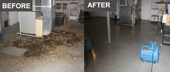 Water & Mold Solutions Picture 7