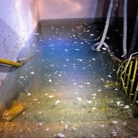 Restoration Specialist ico