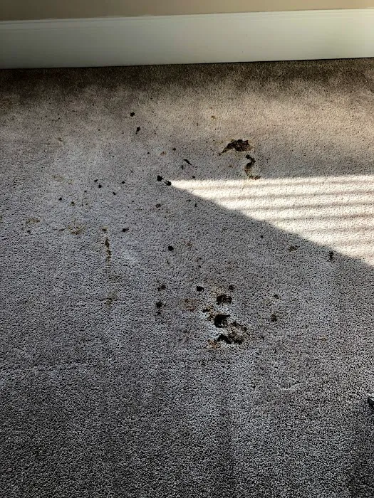 Classic City ChemDry Picture 3