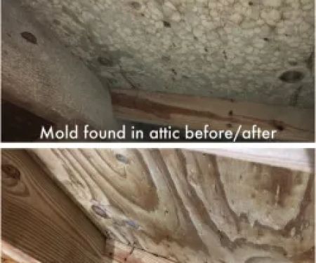 Alabama Mold And Water, LLC