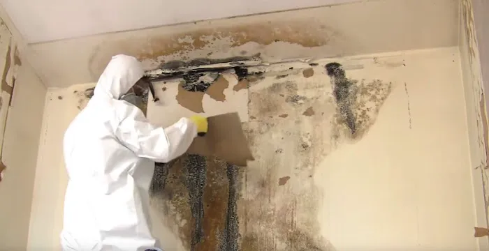 Mold & Mildew Solutions, LLC Picture 1