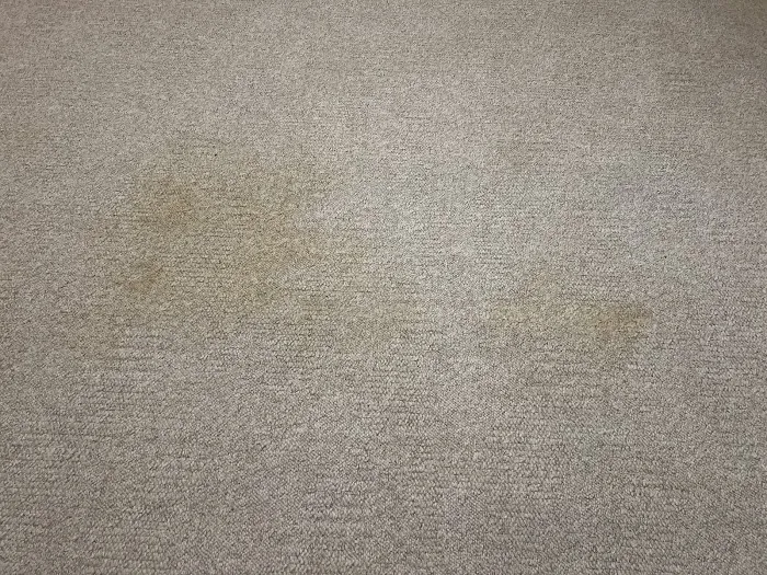 Stanley Steemer Picture 6