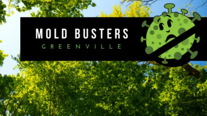 Mold Busters Greenville Picture 1