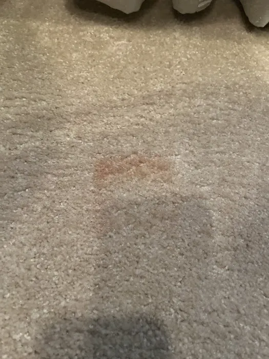 Enviroclean Carpet Care Picture 4