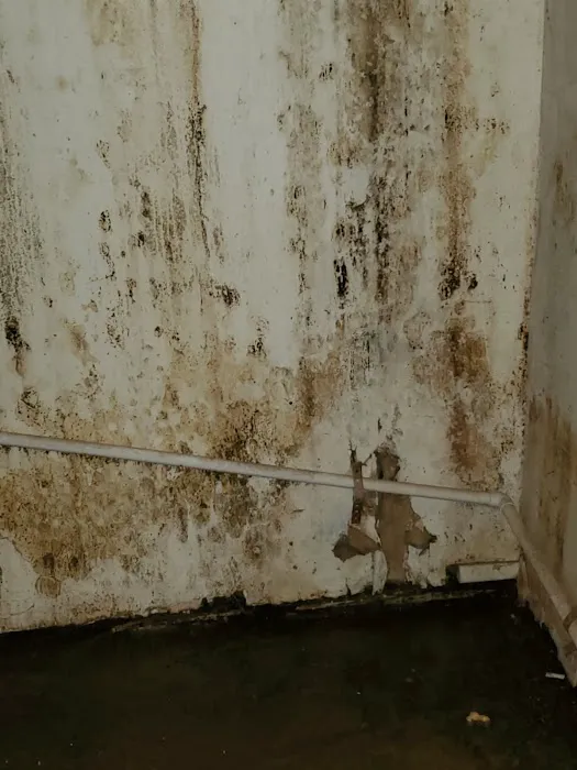 Water Mold Removal Picture 2