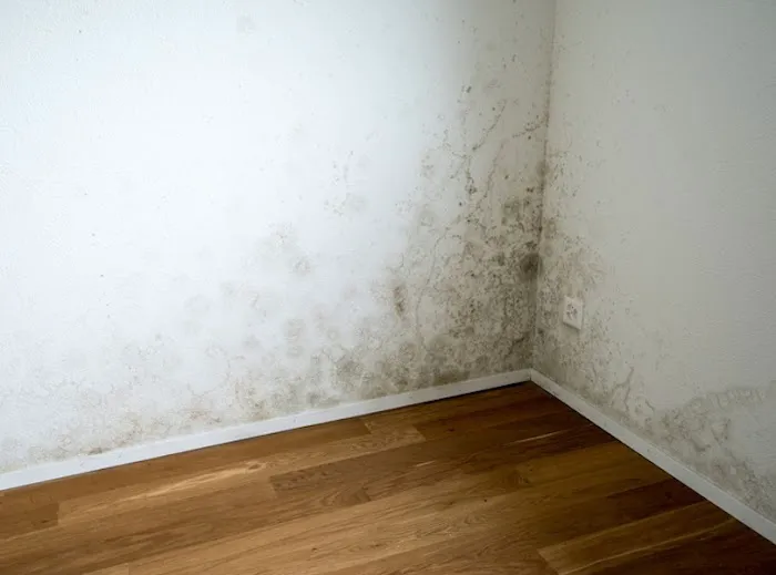 Claro - Mold Testing & Treatment Picture 9