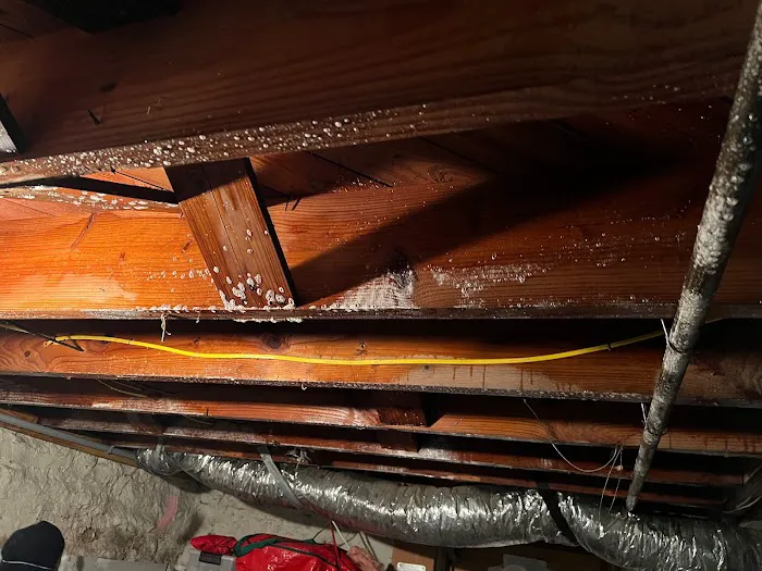 Carlos & The Mold Team Picture 5