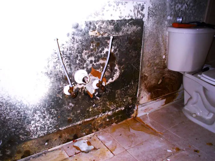 Remodela Mold Picture 2