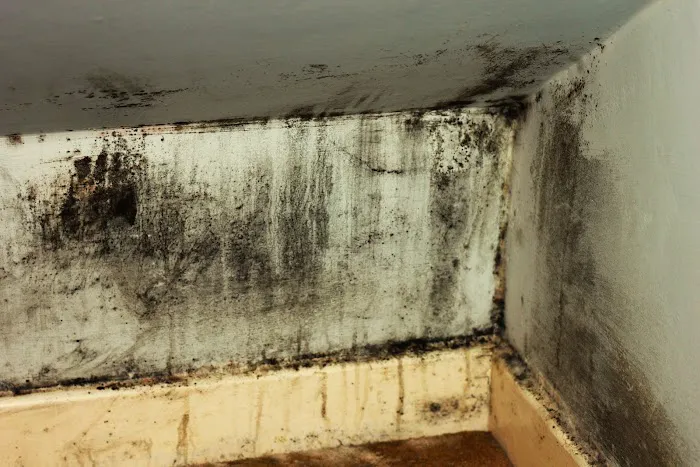 Remodela Mold Picture 3