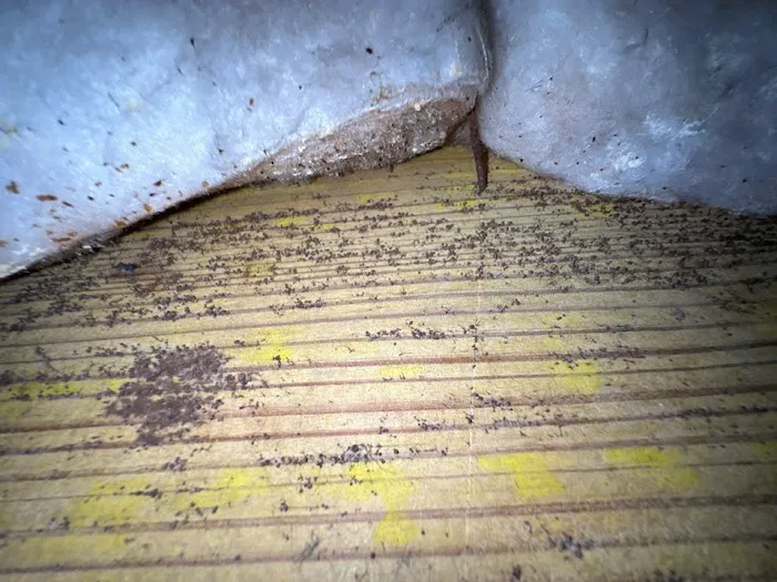 AdvantaClean of York County and South Charlotte Picture 6