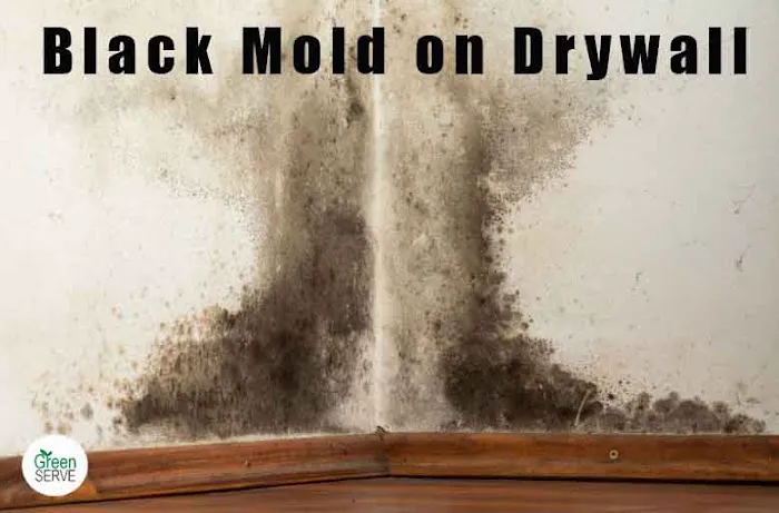 Greenserve Picture 10