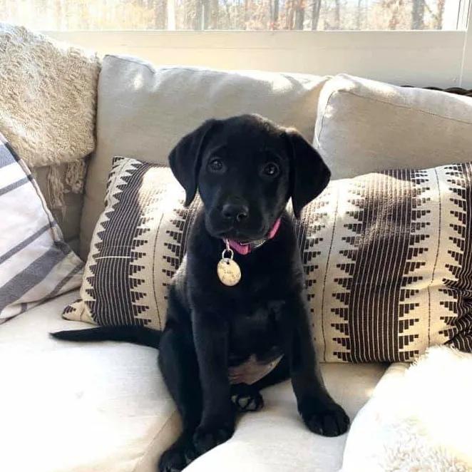 1-800 Water Damage of South Charlotte and Union County Picture 6