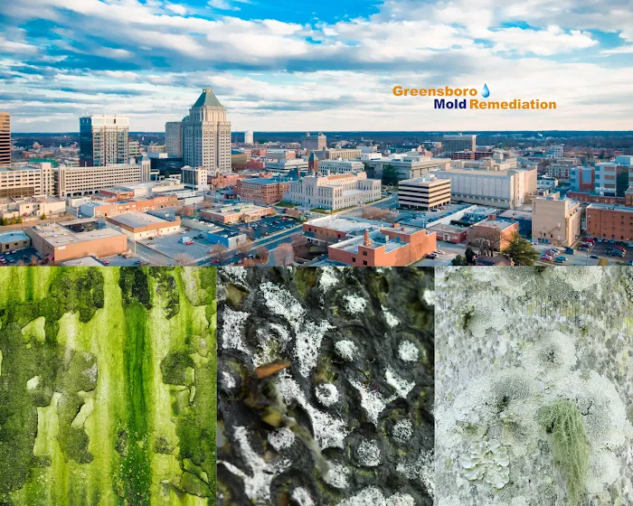 Greensboro Mold Remediation Inc Picture 3