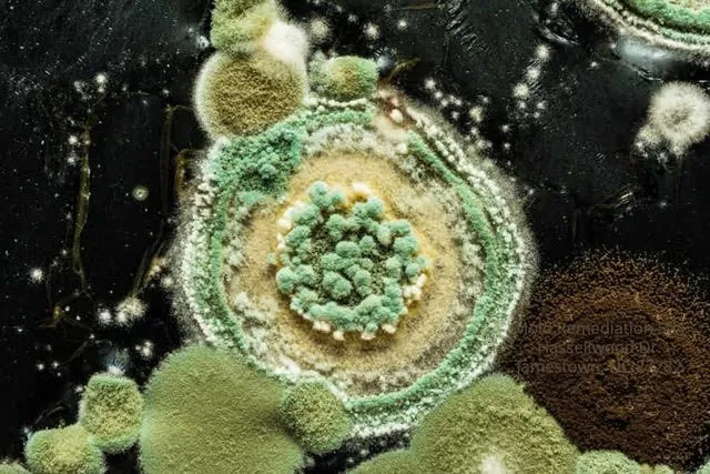 Greensboro Mold Remediation Inc Picture 8