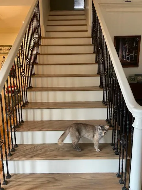 Favor and Samples Painting Picture 4