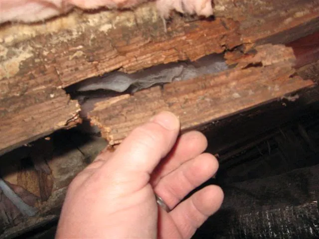 Structural Repair of the Triad Picture 9