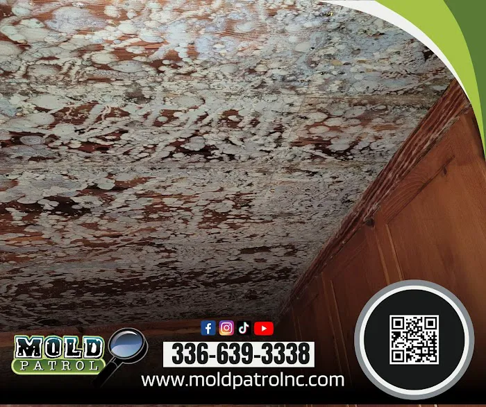 Mold Patrol Picture 4