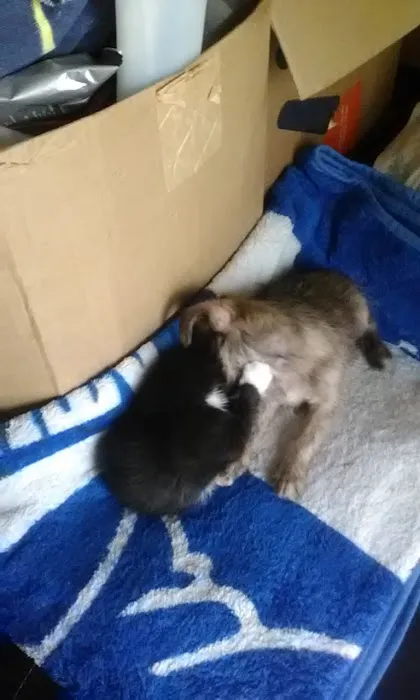 One Step Ahead Rug & Carpet Cleaning, Inc Picture 5