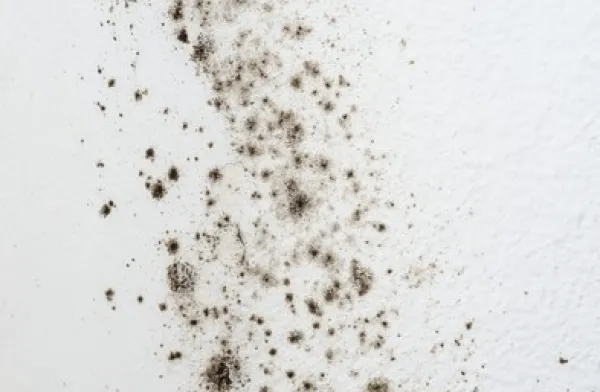 Hero Mold Company of Eden Picture 7