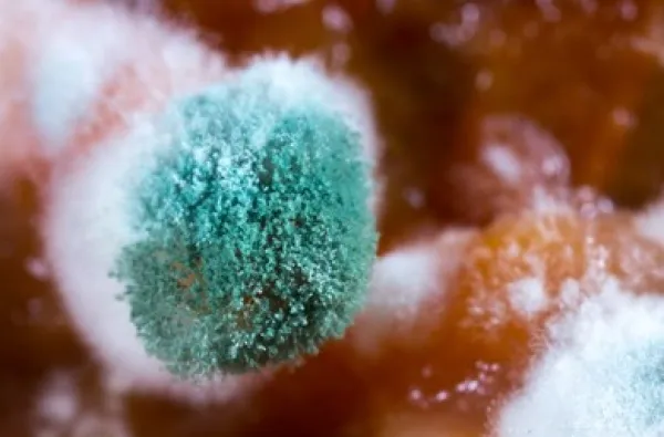 Hero Mold Company of Eden Picture 9