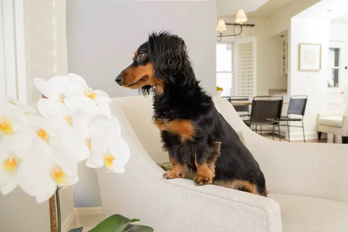 Chem-Dry of Wake County Picture 8