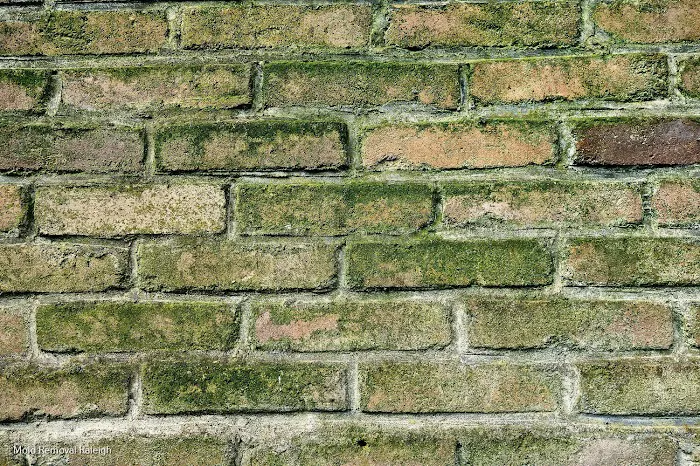 Raleigh NC Mold Testing and Remediation Picture 6