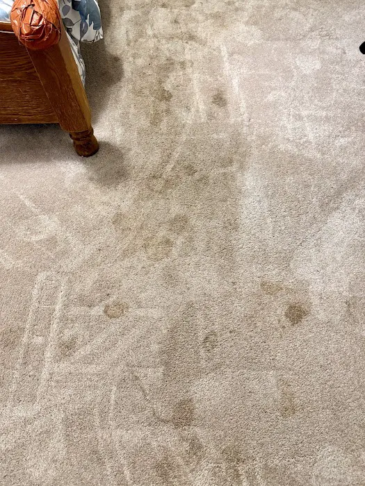 Stanley Steemer Picture 4