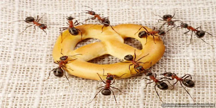 King Exterminating Co. Picture 9