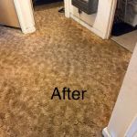 Top Notch Carpet Cleaning