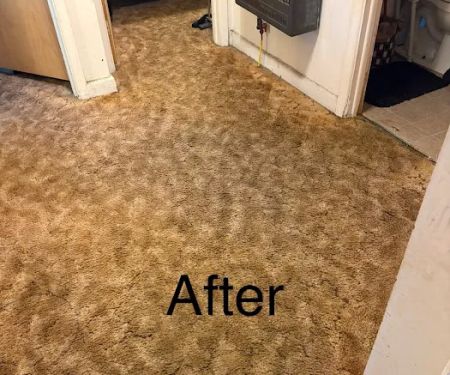 Top Notch Carpet Cleaning